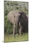 African Elephants 087-Bob Langrish-Mounted Photographic Print