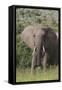 African Elephants 087-Bob Langrish-Framed Stretched Canvas