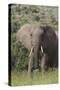 African Elephants 087-Bob Langrish-Stretched Canvas