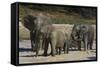 African Elephants 088-Bob Langrish-Framed Stretched Canvas