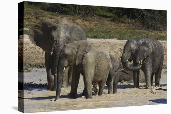 African Elephants 088-Bob Langrish-Stretched Canvas