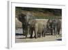 African Elephants 088-Bob Langrish-Framed Photographic Print