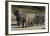 African Elephants 088-Bob Langrish-Framed Photographic Print