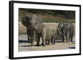 African Elephants 088-Bob Langrish-Framed Photographic Print