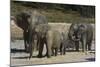 African Elephants 088-Bob Langrish-Mounted Photographic Print