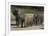 African Elephants 088-Bob Langrish-Framed Photographic Print