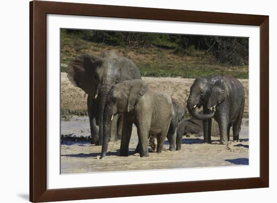 African Elephants 088-Bob Langrish-Framed Photographic Print