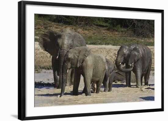 African Elephants 088-Bob Langrish-Framed Photographic Print