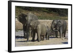 African Elephants 088-Bob Langrish-Framed Photographic Print