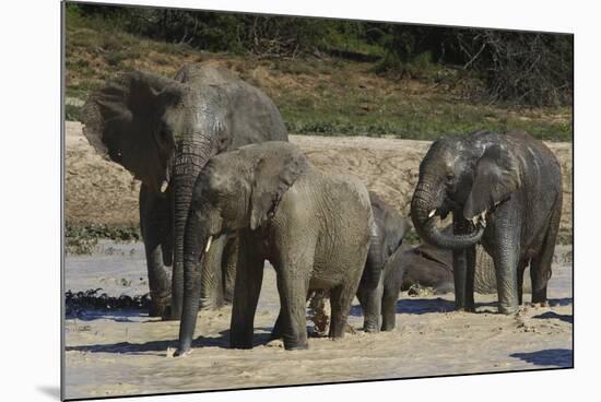 African Elephants 088-Bob Langrish-Mounted Photographic Print