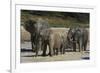 African Elephants 088-Bob Langrish-Framed Photographic Print