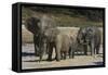 African Elephants 088-Bob Langrish-Framed Stretched Canvas