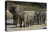 African Elephants 088-Bob Langrish-Stretched Canvas