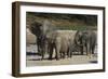 African Elephants 088-Bob Langrish-Framed Photographic Print