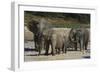 African Elephants 088-Bob Langrish-Framed Photographic Print