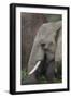 African Elephants 089-Bob Langrish-Framed Photographic Print