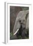 African Elephants 089-Bob Langrish-Framed Photographic Print