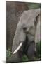 African Elephants 089-Bob Langrish-Mounted Photographic Print