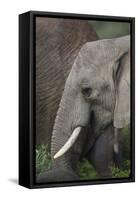 African Elephants 089-Bob Langrish-Framed Stretched Canvas