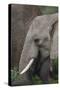 African Elephants 089-Bob Langrish-Stretched Canvas