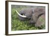 African Elephants 094-Bob Langrish-Framed Photographic Print