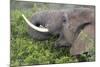 African Elephants 094-Bob Langrish-Mounted Photographic Print