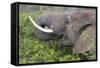 African Elephants 094-Bob Langrish-Framed Stretched Canvas