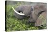 African Elephants 094-Bob Langrish-Stretched Canvas