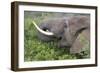 African Elephants 094-Bob Langrish-Framed Photographic Print