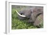 African Elephants 094-Bob Langrish-Framed Photographic Print