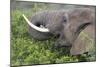 African Elephants 094-Bob Langrish-Mounted Photographic Print