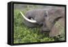 African Elephants 094-Bob Langrish-Framed Stretched Canvas