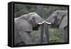 African Elephants 103-Bob Langrish-Framed Stretched Canvas
