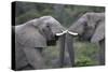 African Elephants 103-Bob Langrish-Stretched Canvas