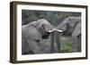 African Elephants 103-Bob Langrish-Framed Photographic Print