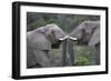 African Elephants 103-Bob Langrish-Framed Photographic Print