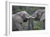 African Elephants 103-Bob Langrish-Framed Photographic Print