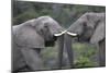 African Elephants 103-Bob Langrish-Mounted Photographic Print