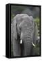 African Elephants 109-Bob Langrish-Framed Stretched Canvas