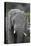African Elephants 109-Bob Langrish-Stretched Canvas