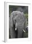 African Elephants 109-Bob Langrish-Framed Photographic Print