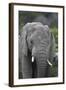 African Elephants 109-Bob Langrish-Framed Photographic Print