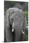 African Elephants 109-Bob Langrish-Mounted Photographic Print