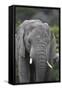 African Elephants 109-Bob Langrish-Framed Stretched Canvas