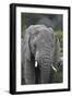 African Elephants 109-Bob Langrish-Framed Photographic Print