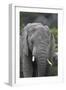 African Elephants 109-Bob Langrish-Framed Photographic Print