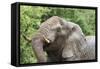 African Elephants 132-Bob Langrish-Framed Stretched Canvas