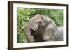 African Elephants 132-Bob Langrish-Framed Photographic Print