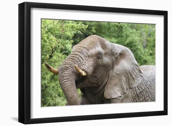 African Elephants 132-Bob Langrish-Framed Photographic Print