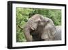 African Elephants 132-Bob Langrish-Framed Photographic Print